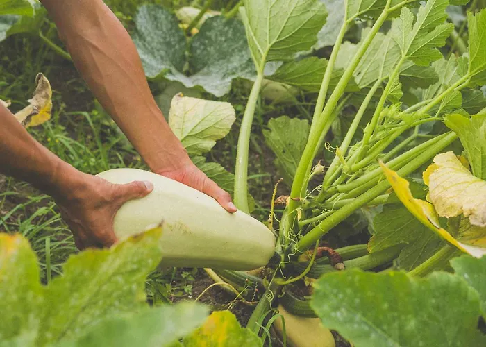 Moana Surf Vandrerhjem *