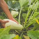 Moana Surf بيت شباب *